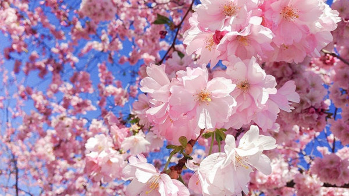 Top 7 địa điểm ngắm hoa anh đào nở đẹp nhất ở Hàn Quốc