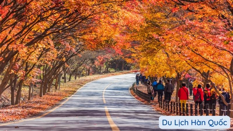 Du lịch Hàn Quốc - Con đường ngập tràn lá vàng lá đỏ vào mùa thu ở Hàn Quốc